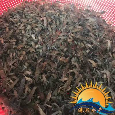 高密度澳洲龍蝦苗與冷水魚(yú)類(lèi)綜合養(yǎng)殖技術(shù)及土塘批發(fā)指南