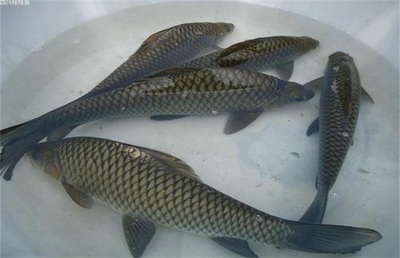 鯉魚(yú)高產(chǎn)高效養(yǎng)殖技術(shù)詳解