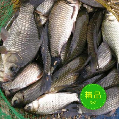 優(yōu)質(zhì)水產(chǎn)供應(yīng)與水質(zhì)改良劑研發(fā)——助力現(xiàn)代水產(chǎn)養(yǎng)殖發(fā)展