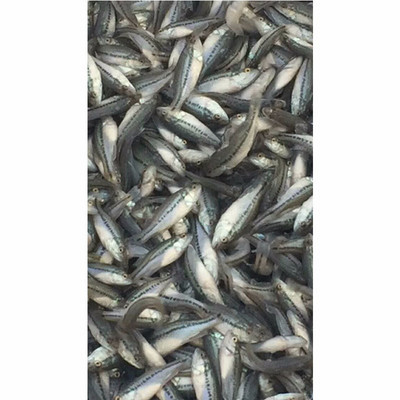 華杰加州鱸魚(yú) 優(yōu)質(zhì)水產(chǎn)養(yǎng)殖與實(shí)用養(yǎng)殖技術(shù)解析