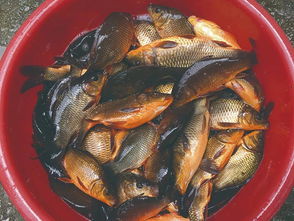 活化一條魚(yú) 致富一方人——連南縣水產(chǎn)技術(shù)推廣站助力魚(yú)類養(yǎng)殖技術(shù)發(fā)展